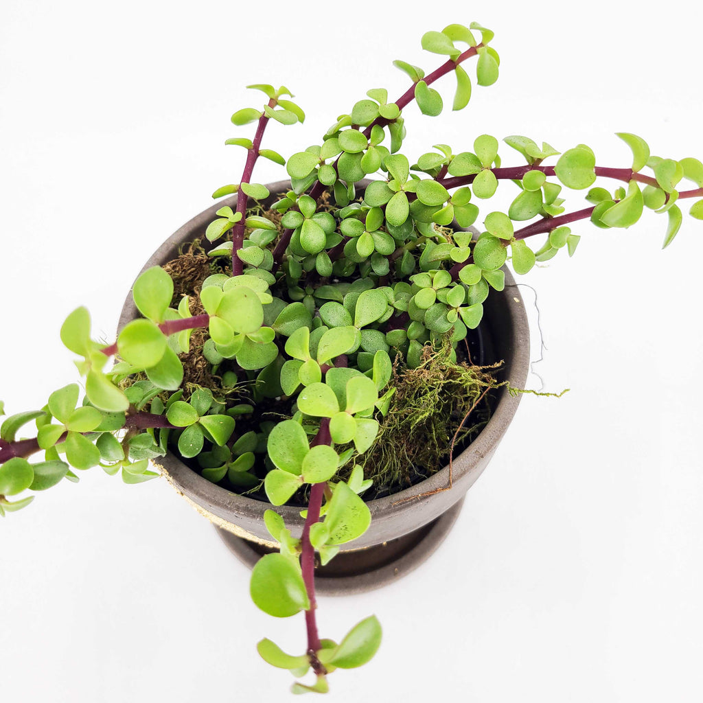 portulacaria afra pet safe DEWEY