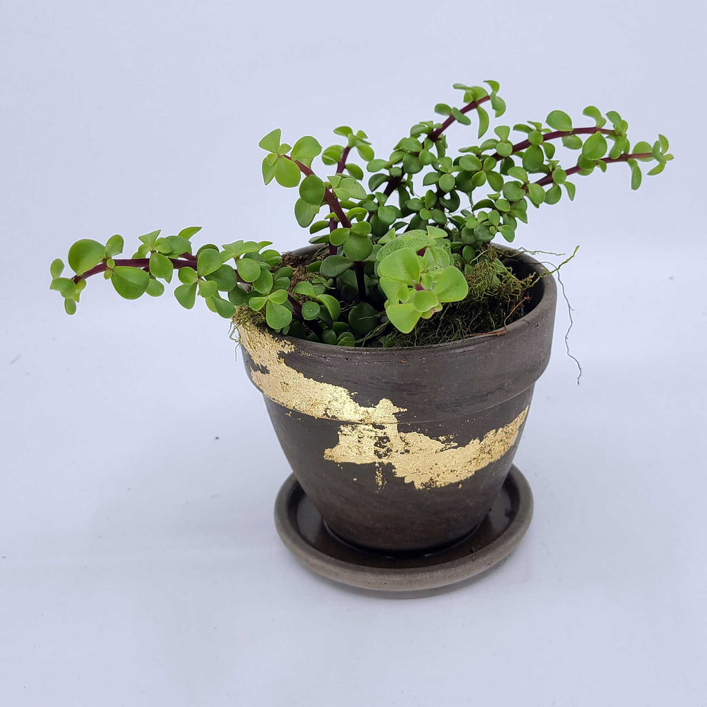 fun kid friendly plant, pet friendly plant delivery denver