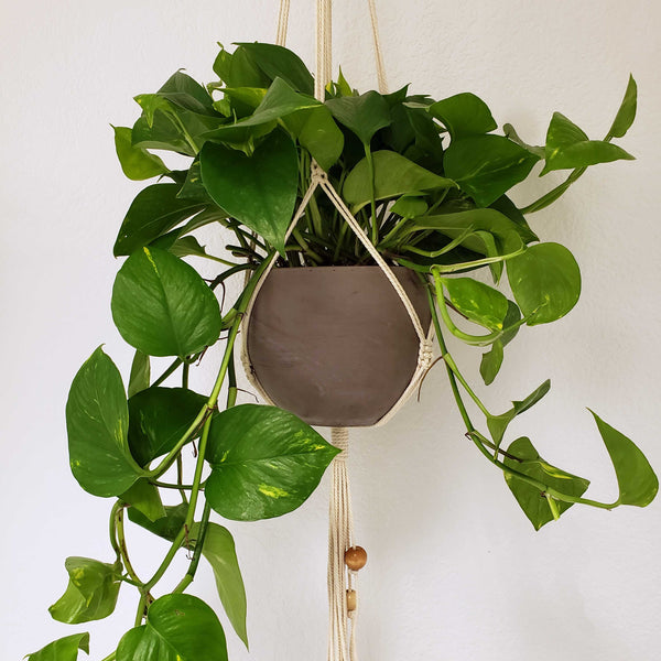 hanging plant delivery and installation Denver