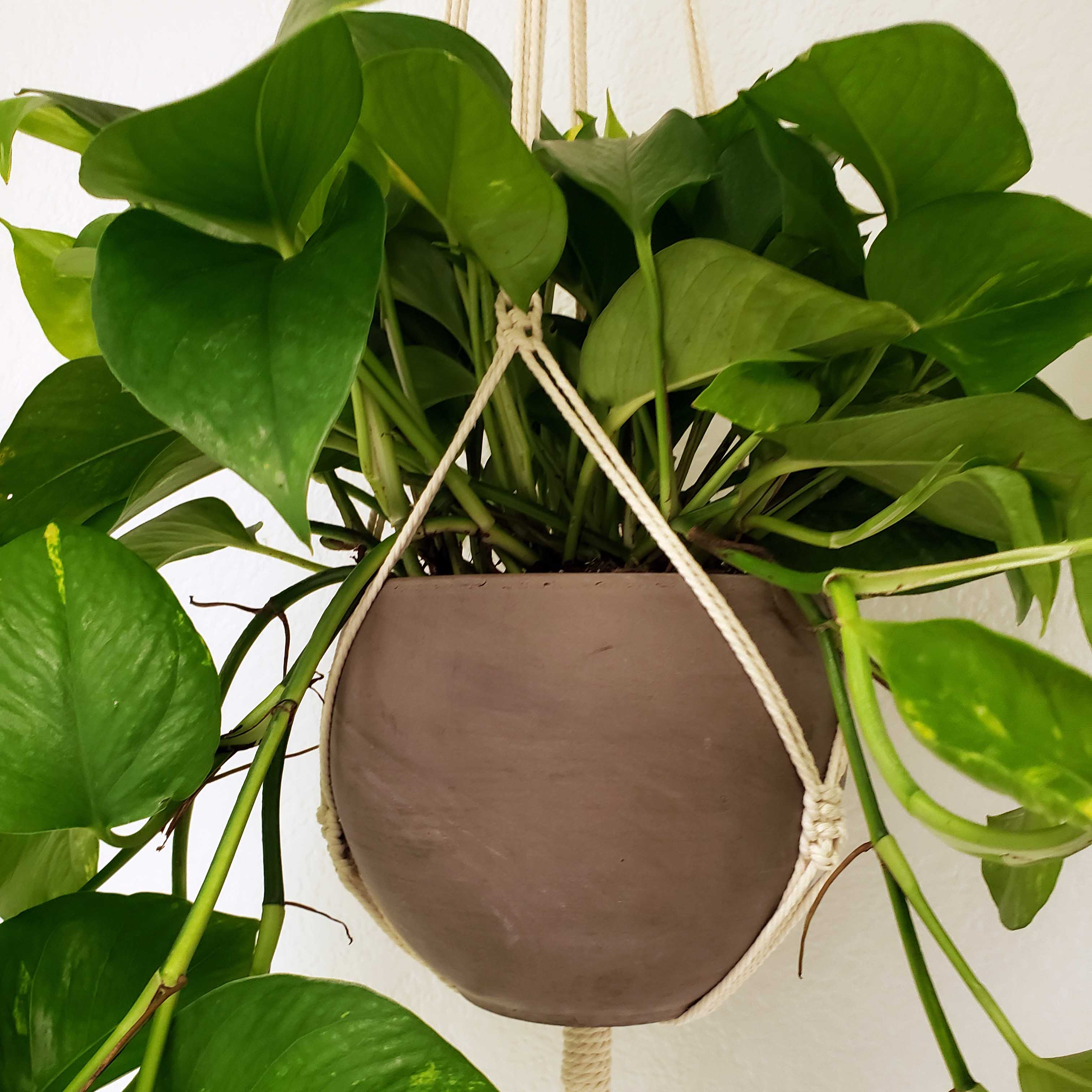 FELIX - GOLDEN POTHOS (Epipremnum aureum)