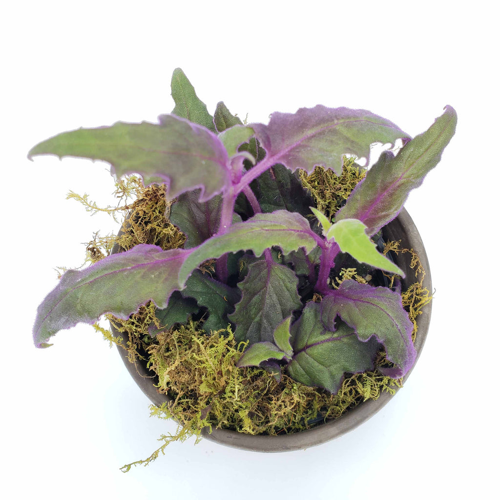 purple passion plant