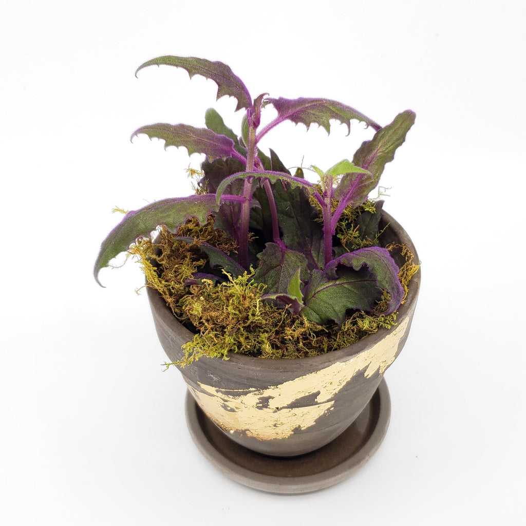 purple passion plant