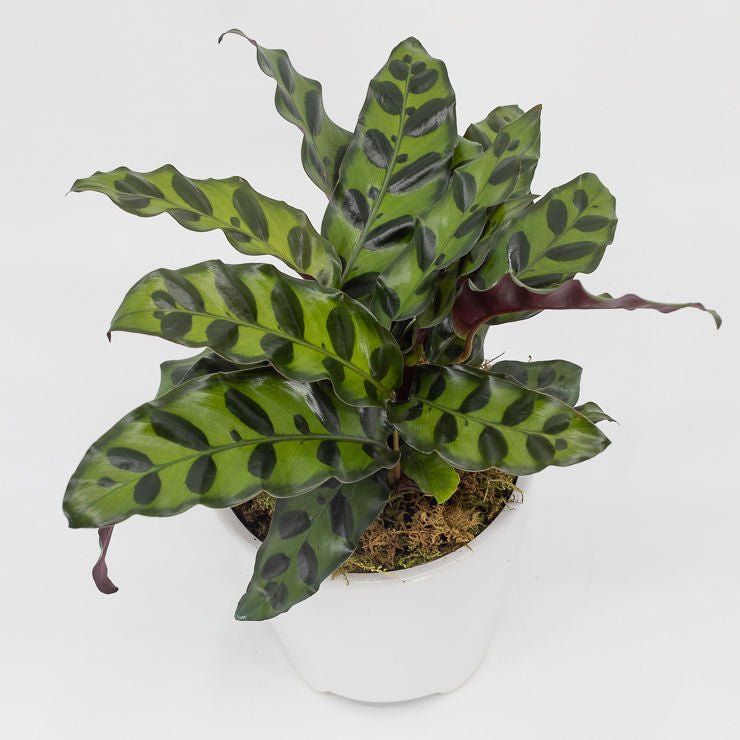 MIA - CALATHEA RATTLESNAKE