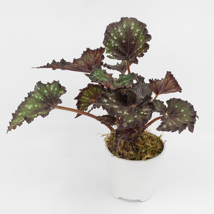 REX  - REX BEGONIA