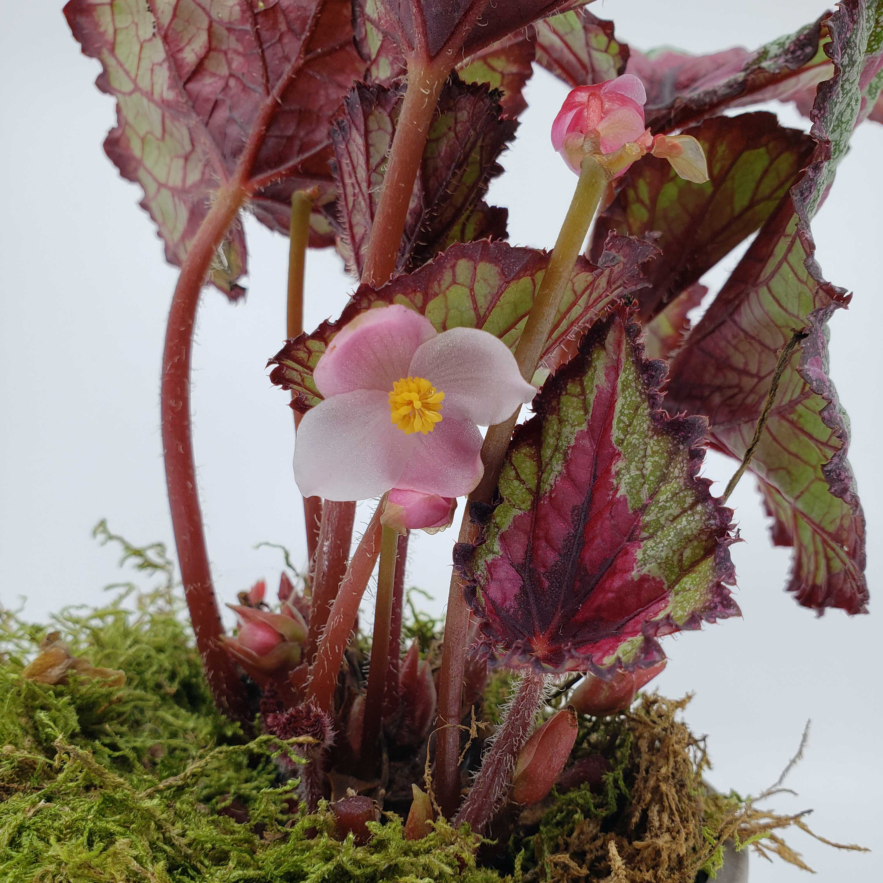 rex begonia, blooming plant delivery 