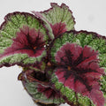 rex begonia denver plant delivery 