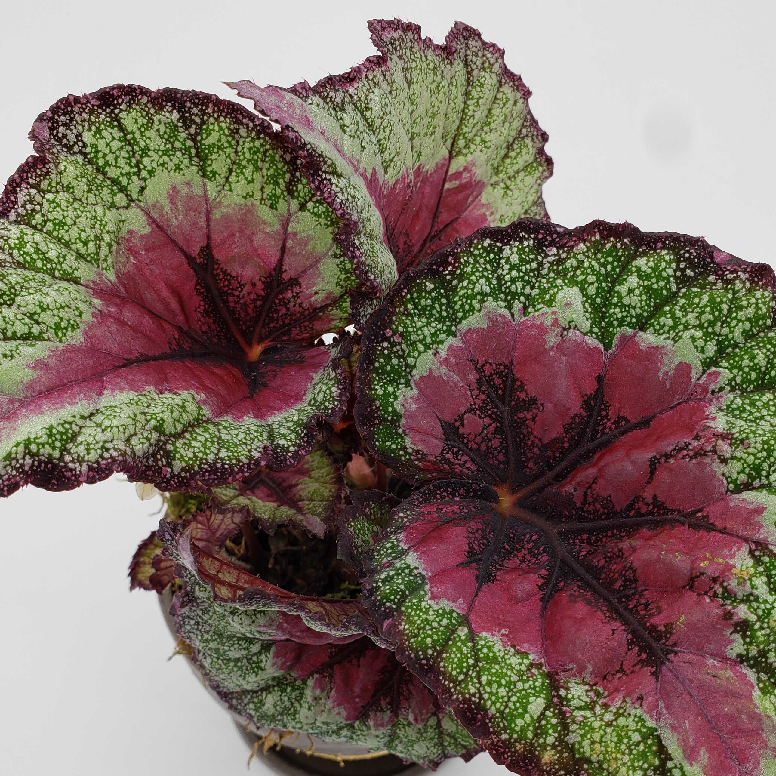 rex begonia denver plant delivery 