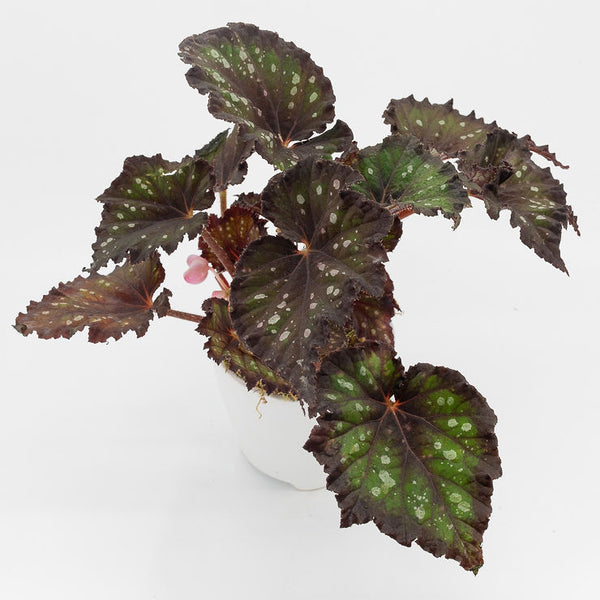 REX  - REX BEGONIA