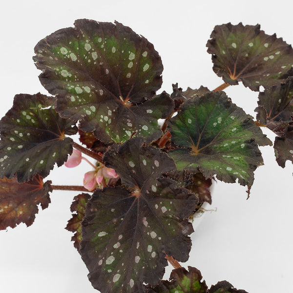 REX  - REX BEGONIA