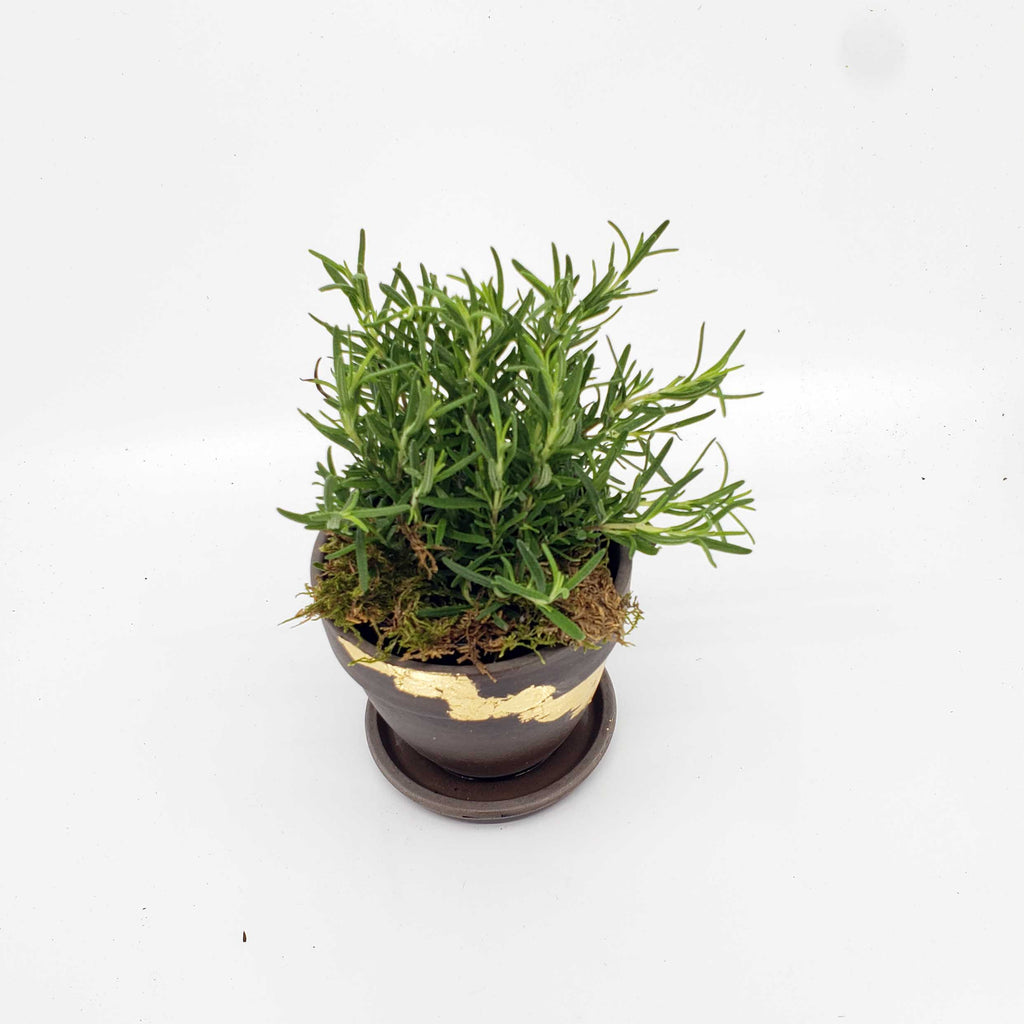 herb delivery pots denver