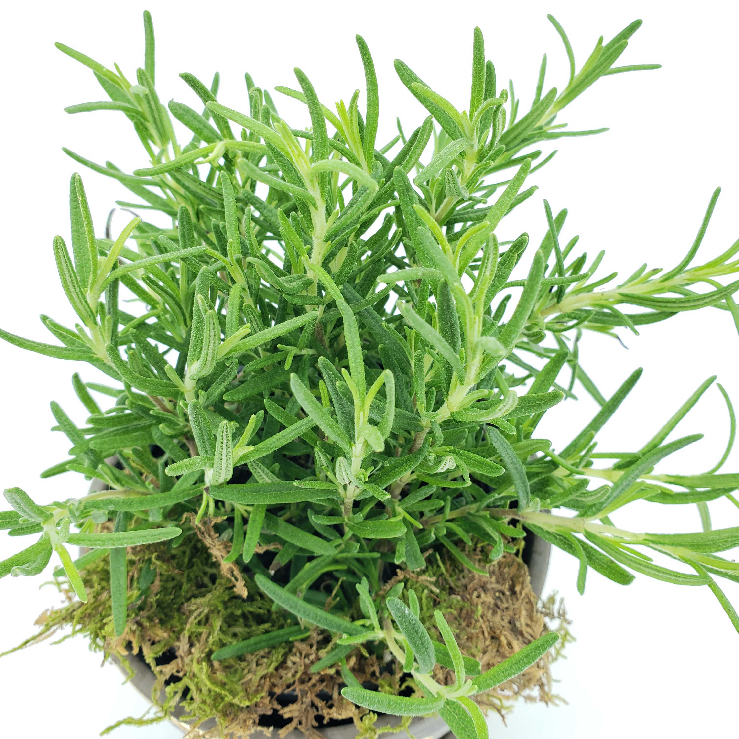 herb delivery denver rosemary