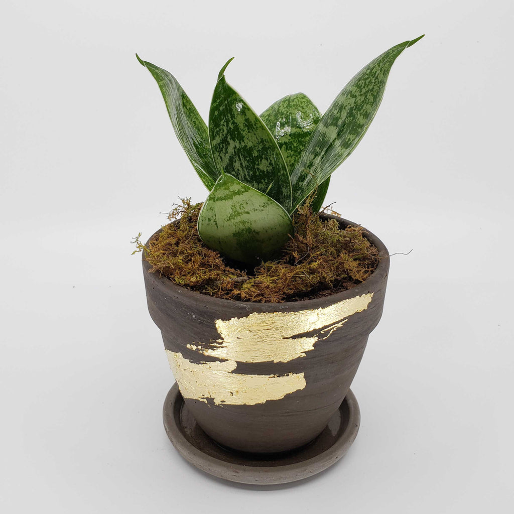 sansevaria plant delivery denver, mother in law tongue, snake plant