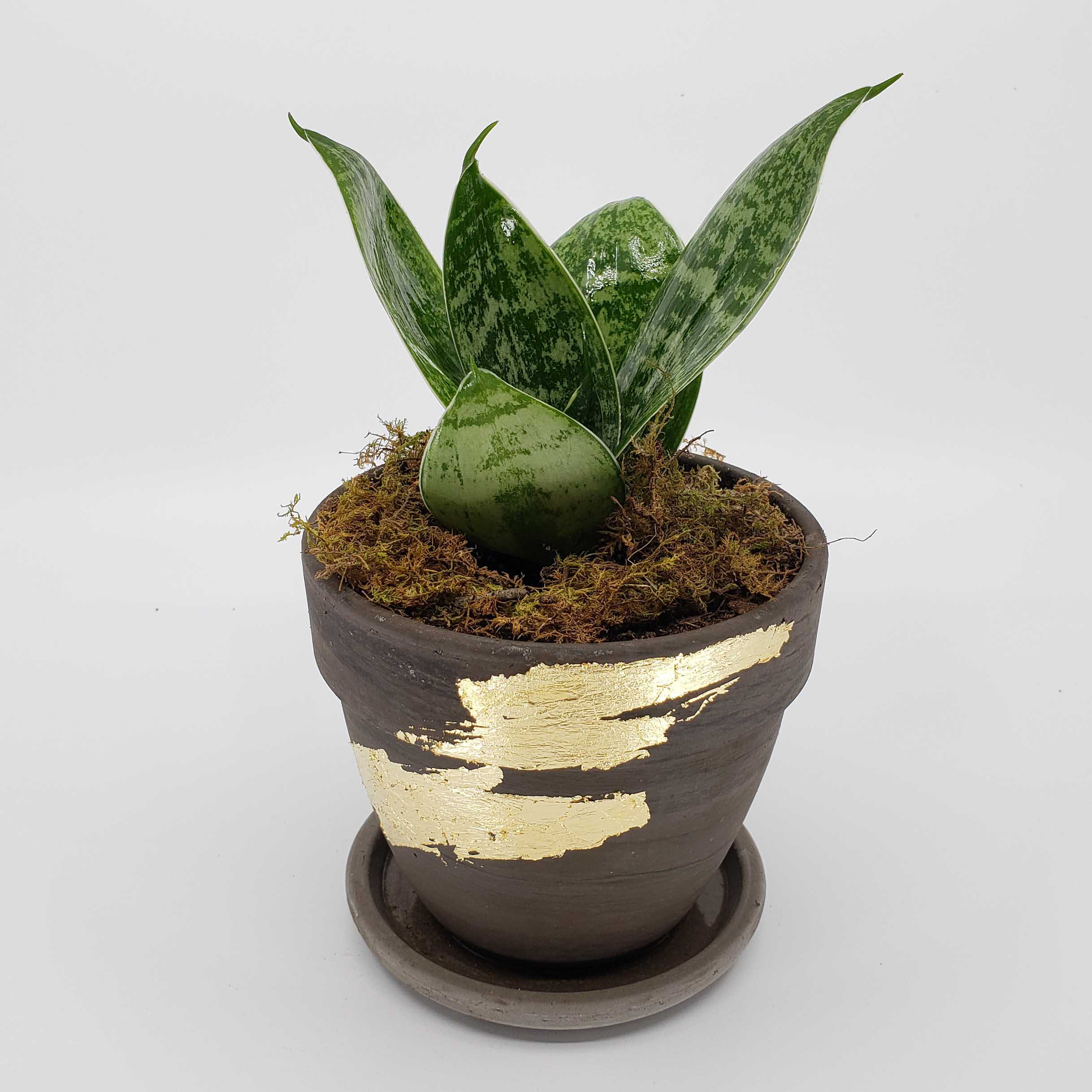 sansevaria plant delivery denver, mother in law tongue, snake plant