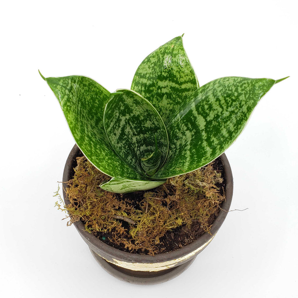 sansevaria plant delivery denver, mother in law tongue, snake plant