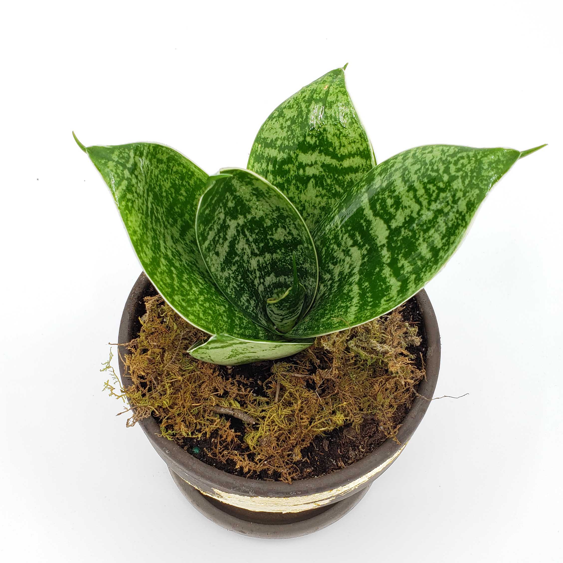 sansevaria plant delivery denver, mother in law tongue, snake plant