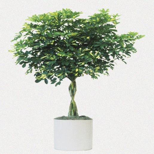 STEFAN - SCHEFFLERA ARBORICOLA - UMBRELLA TREE