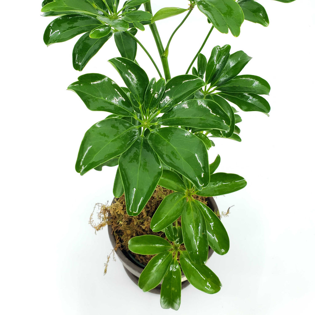 scheffelera chinese money tree