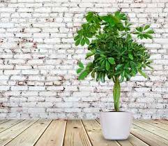 STEFAN - SCHEFFLERA ARBORICOLA - UMBRELLA TREE