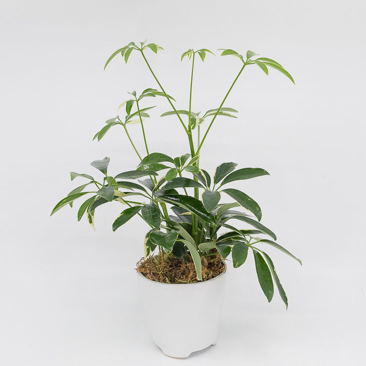 STEFAN - SCHEFFLERA ARBORICOLA - UMBRELLA TREE
