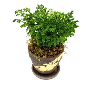 selaginella tamariscina, houseplant delivery denver