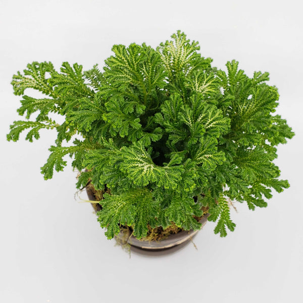 selaginella tamariscina, houseplant delivery denver