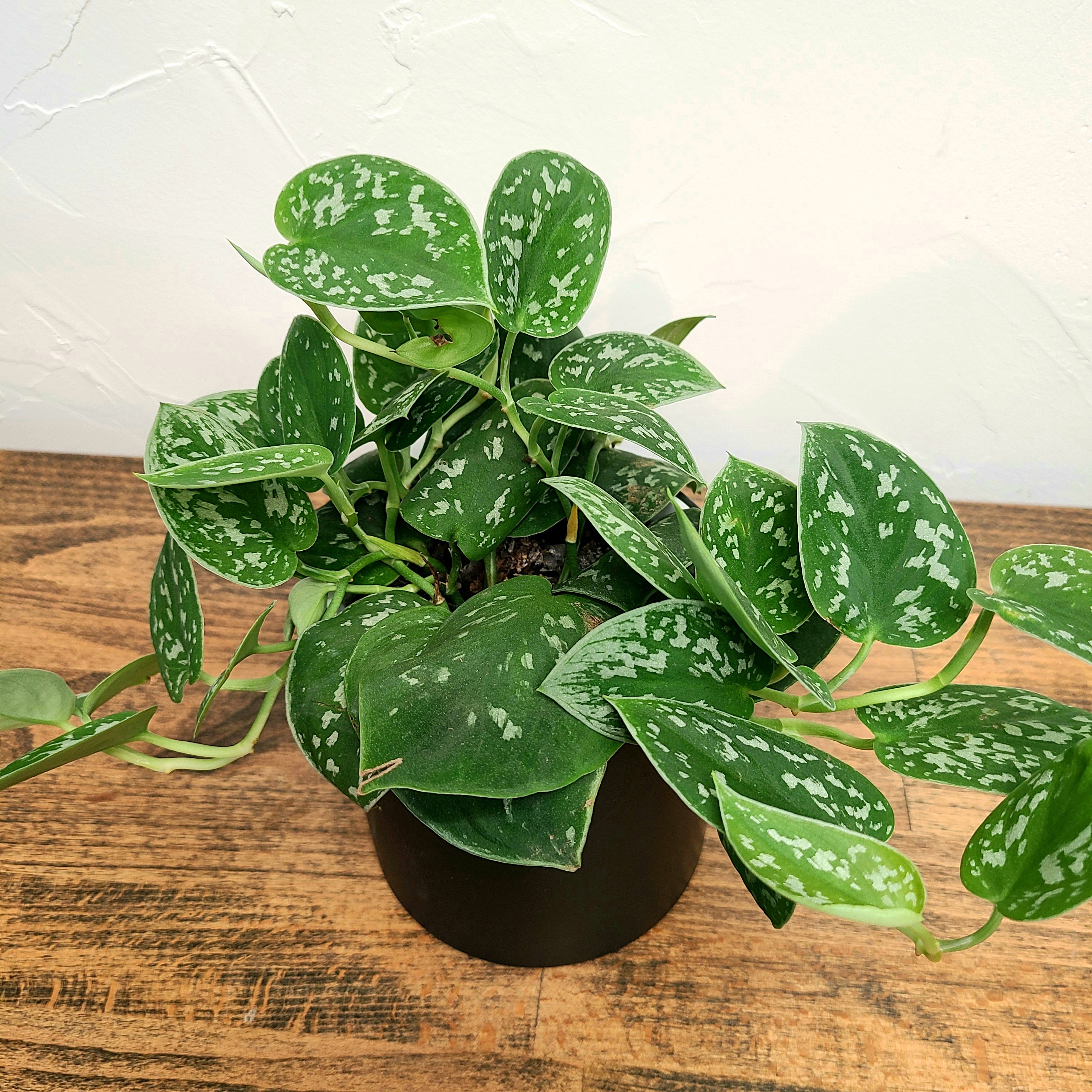 silver satin pothos denver plant delivery 