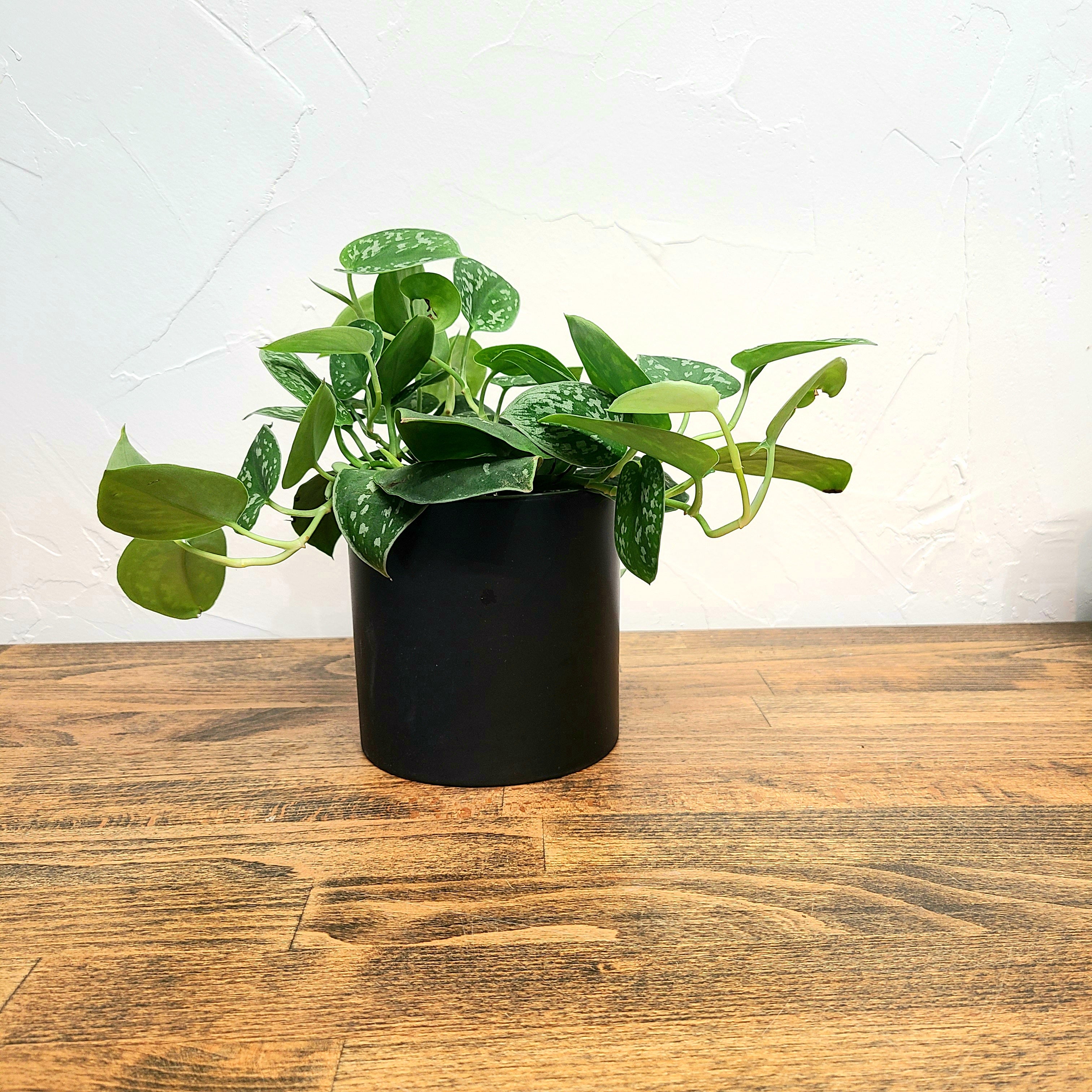 silver satin pothos denver plant delivery 