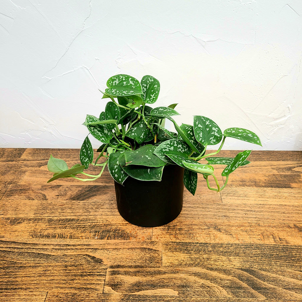 silver satin pothos denver plant delivery 