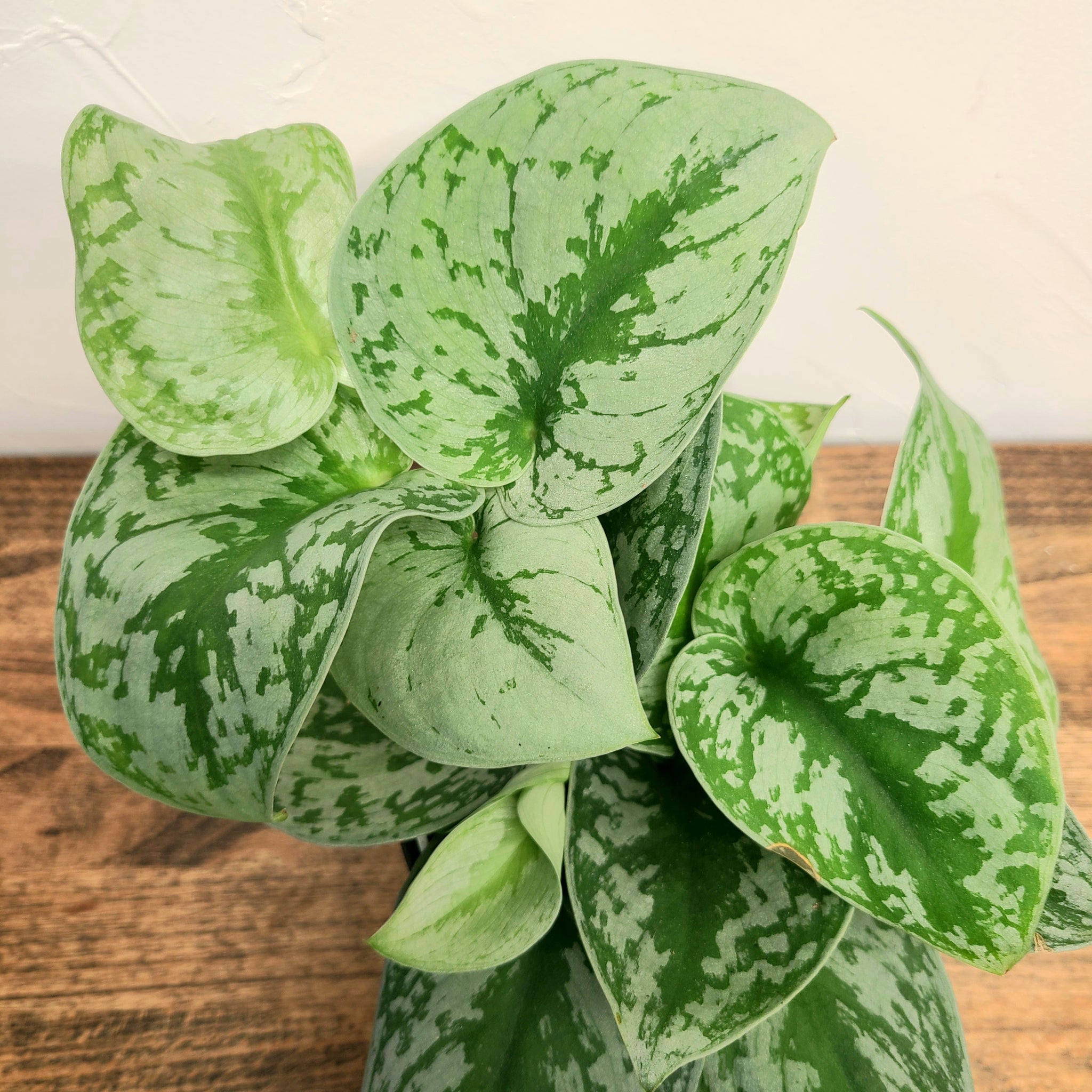 Scindapsus pictus Exotica, silver satin pothos