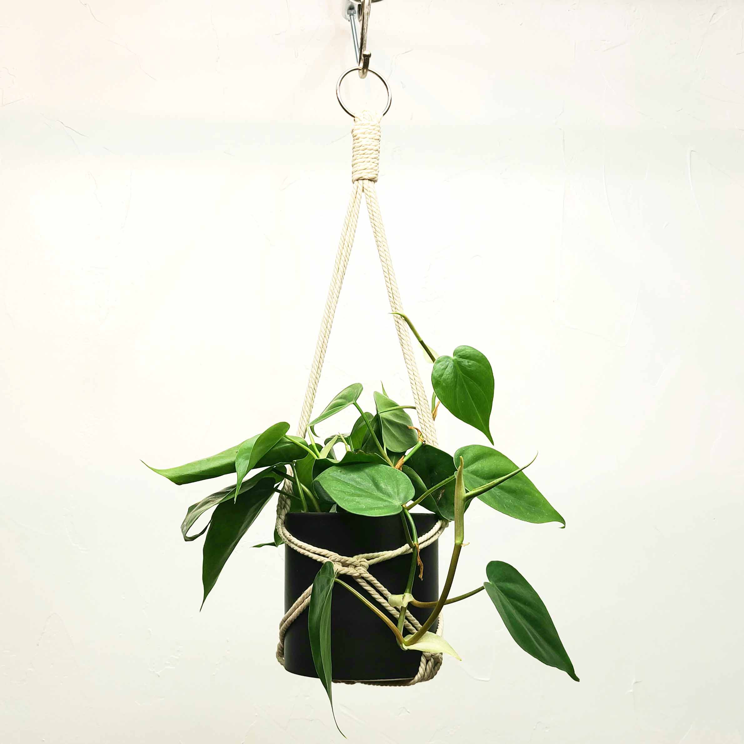 philodendron cordatum brasil STANLEY