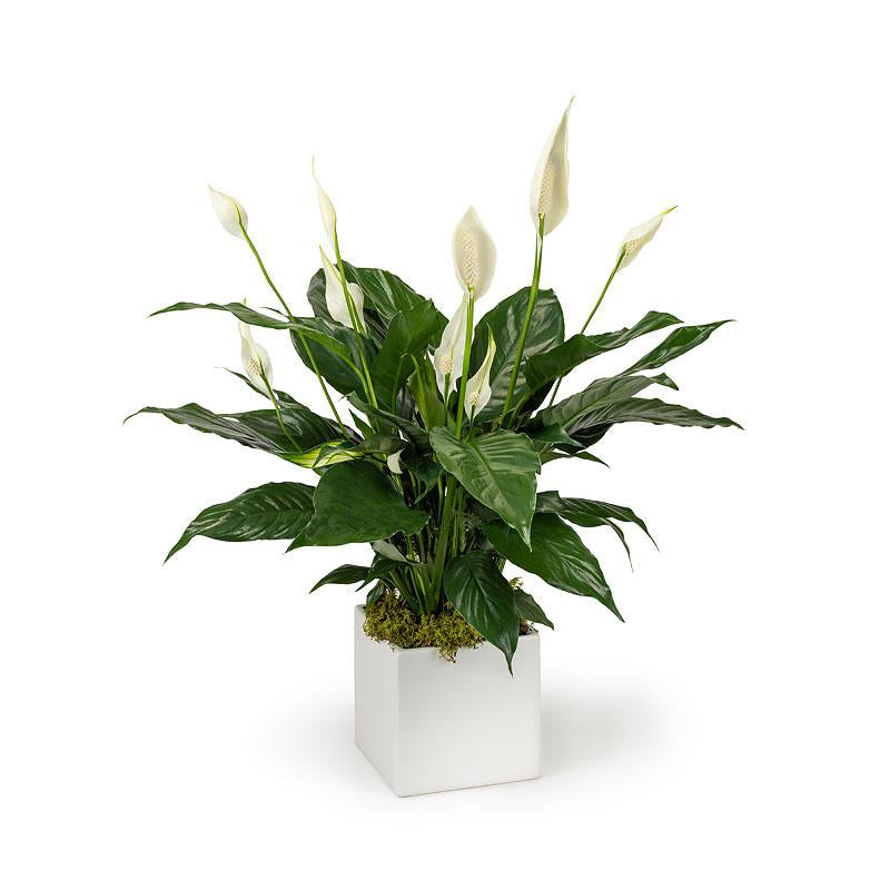 peace lily, denver plant delivery, funeral plant delivery 