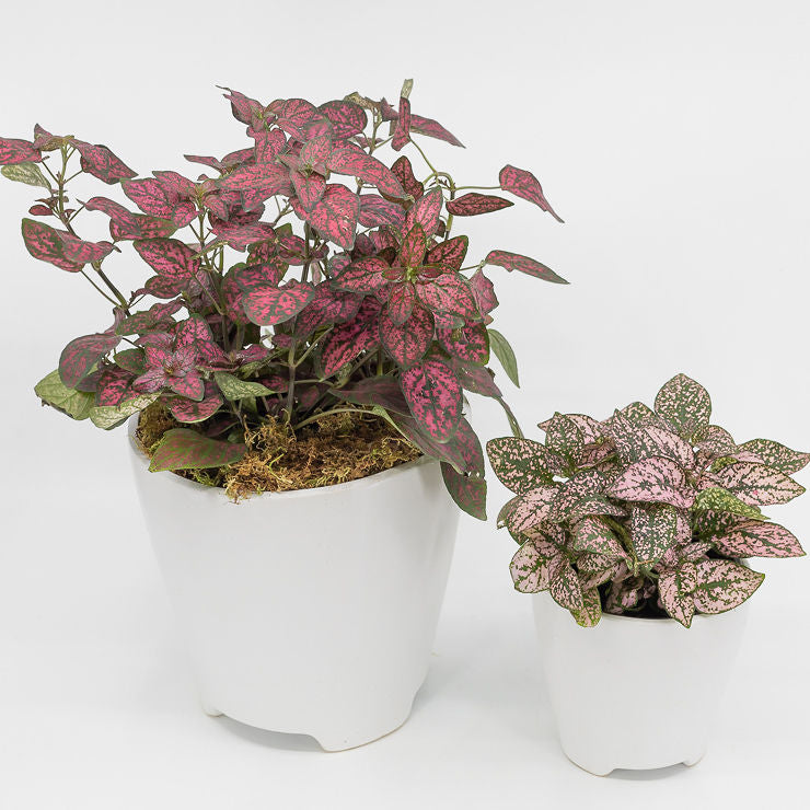 VANESSA - PINK SPLASH PLANT