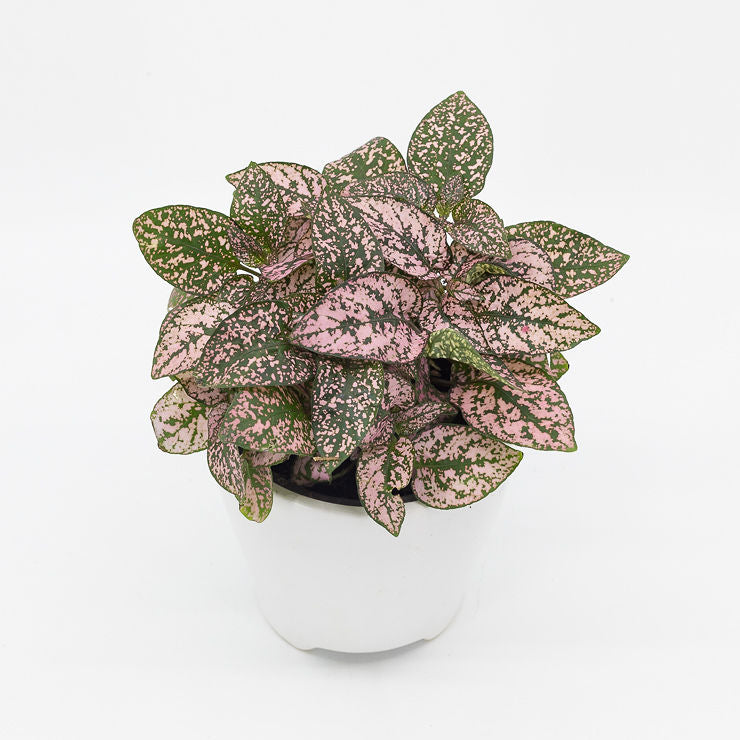 VANESSA - PINK SPLASH PLANT