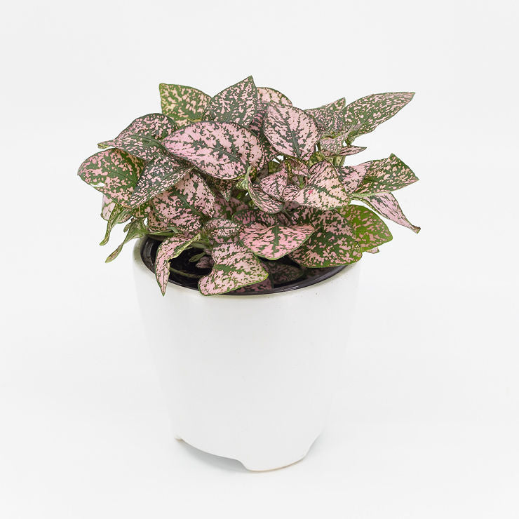 VANESSA - PINK SPLASH PLANT