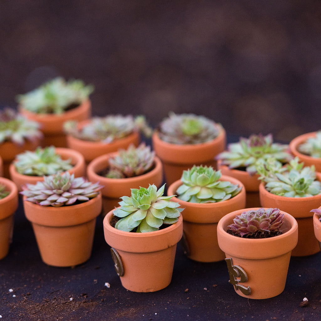 succulents for hire SUCCULENT WEDDING FAVORS – Denver Plant Delivery
