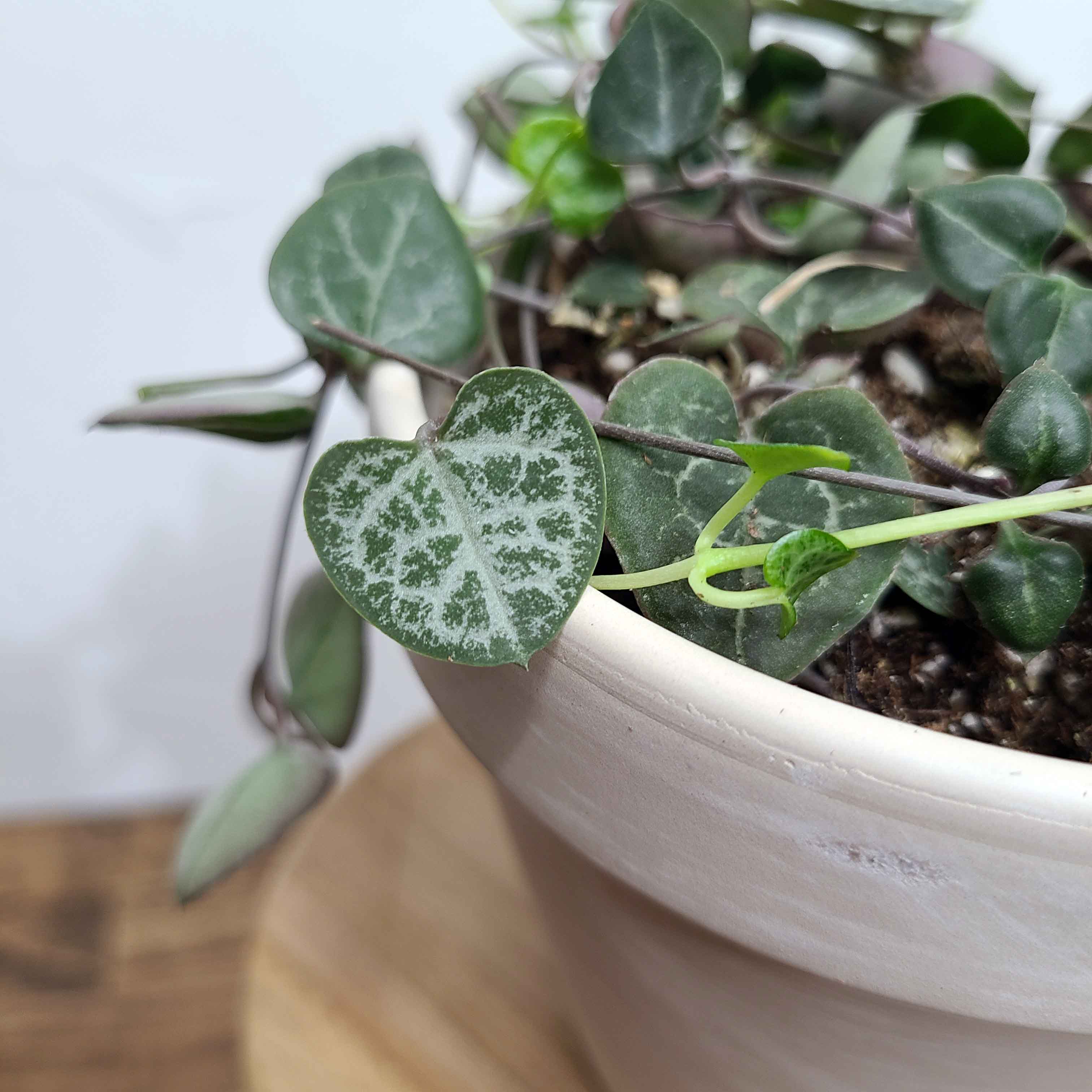 string of hearts plant