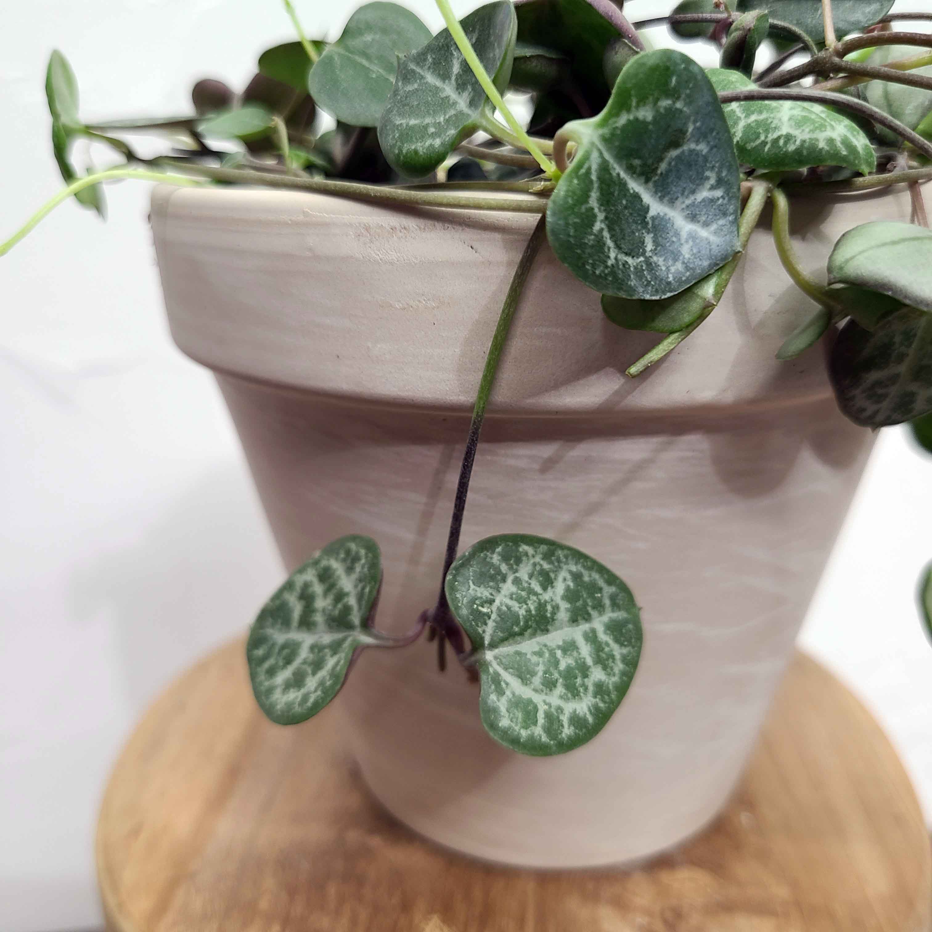 string of hearts hoya plant