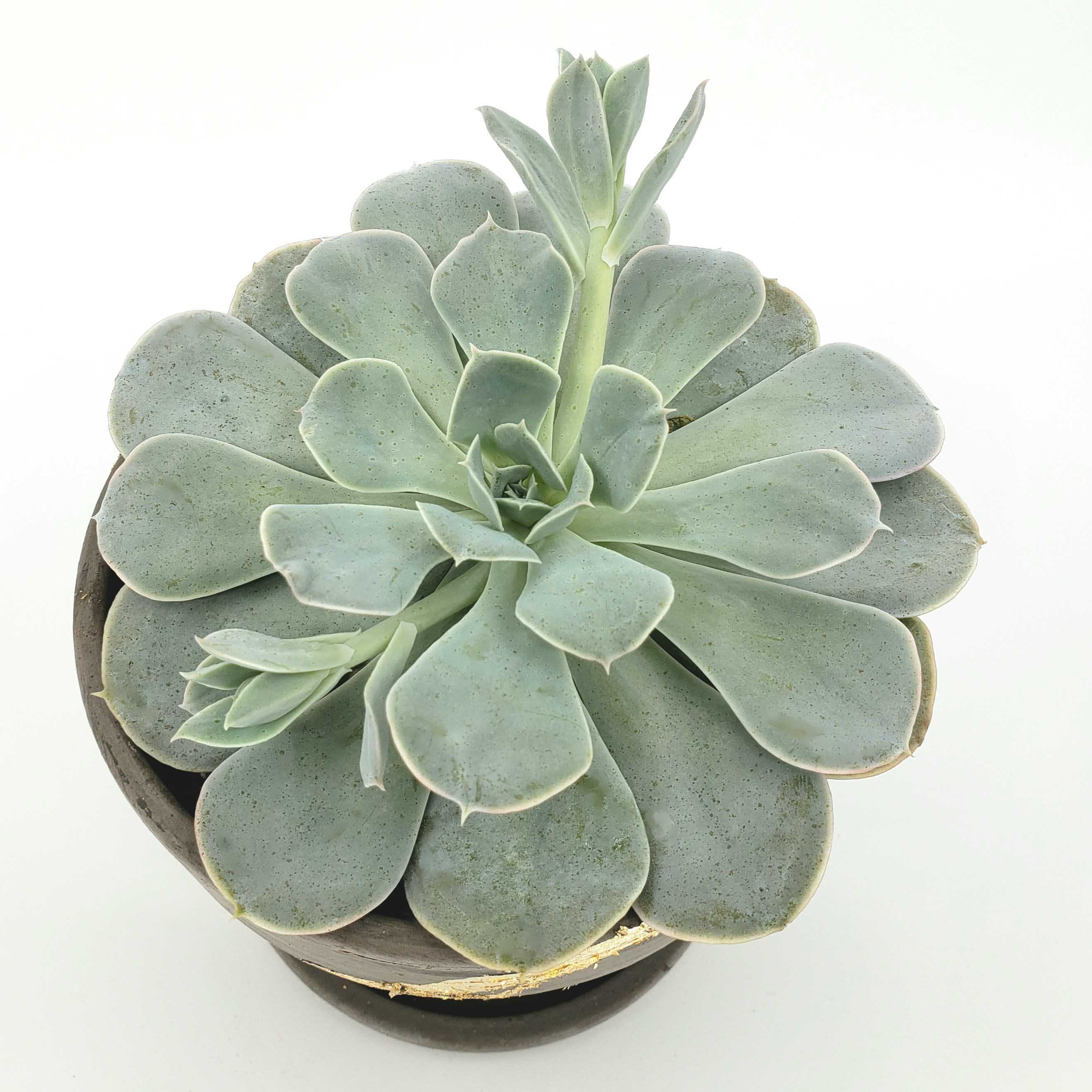 echeveria succulent delivery denver