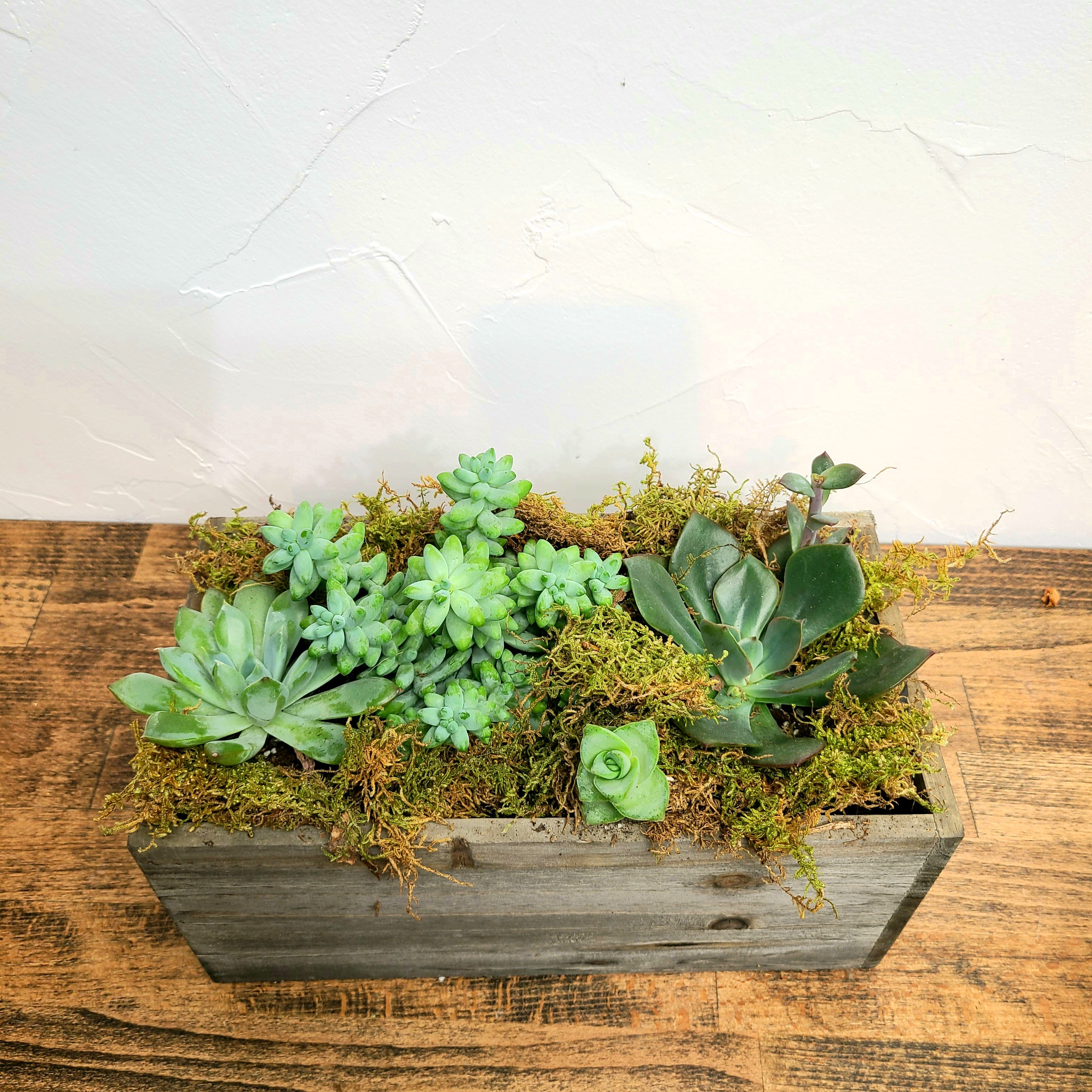 best succulent delivery Holiday Centerpiece Box! Great Gift! – Denver Plant Delivery