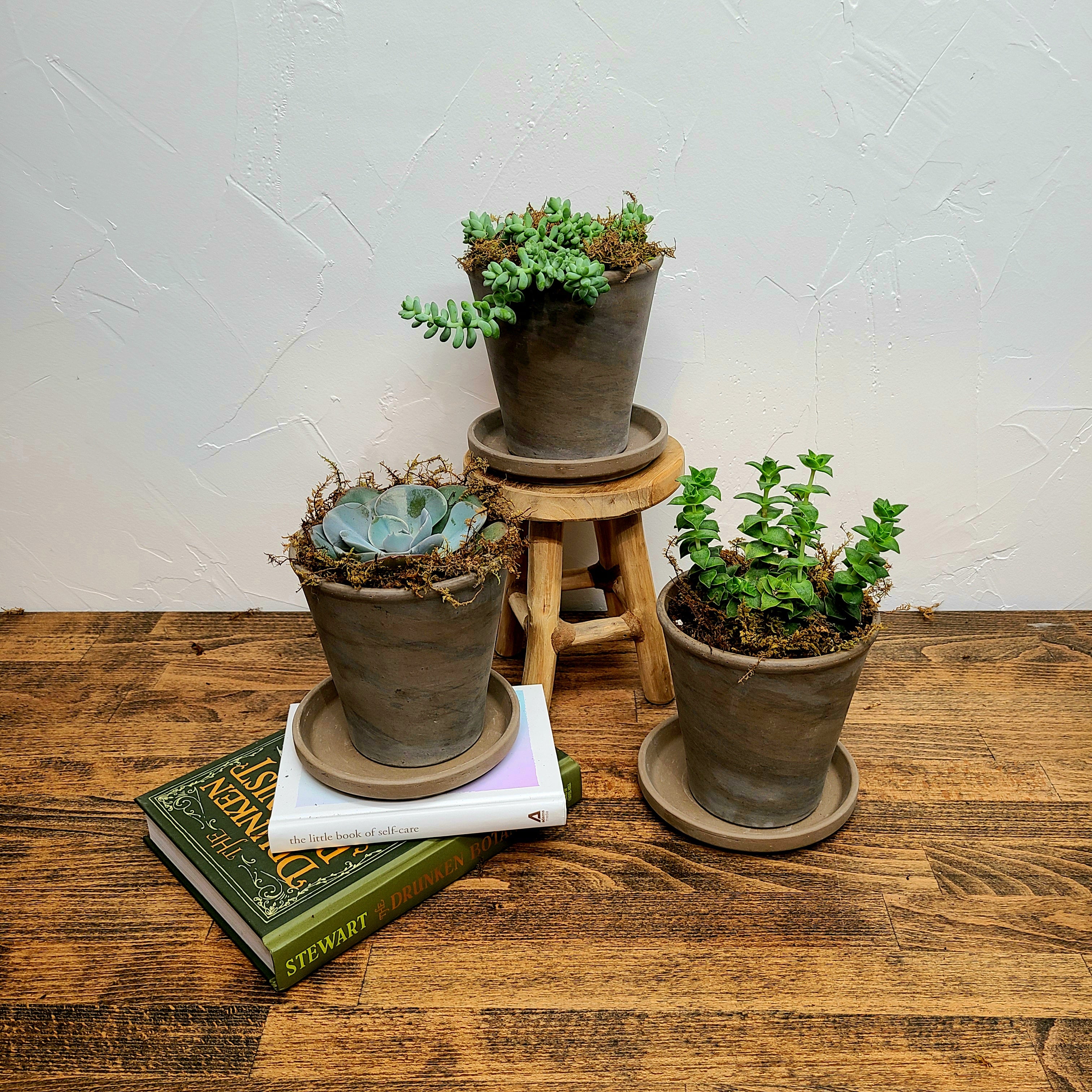 where to buy succulents denver SUCCULENT PLANT PARENT KIT - three cute varied succulents