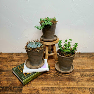 SUCCULENT PLANT PARENT KIT - three cute varied succulents - not just the basics!