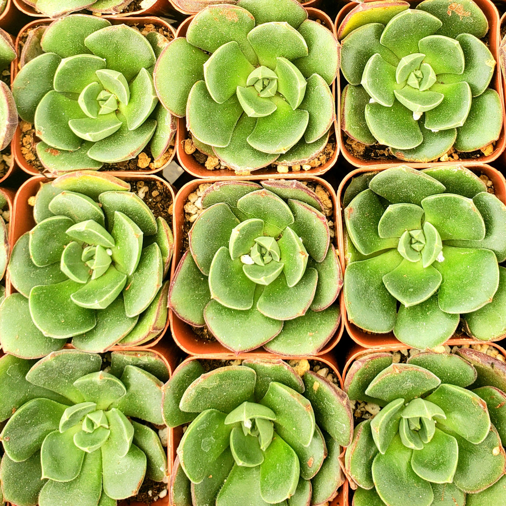 ASSORTED SUCCULENT OR CACTUS