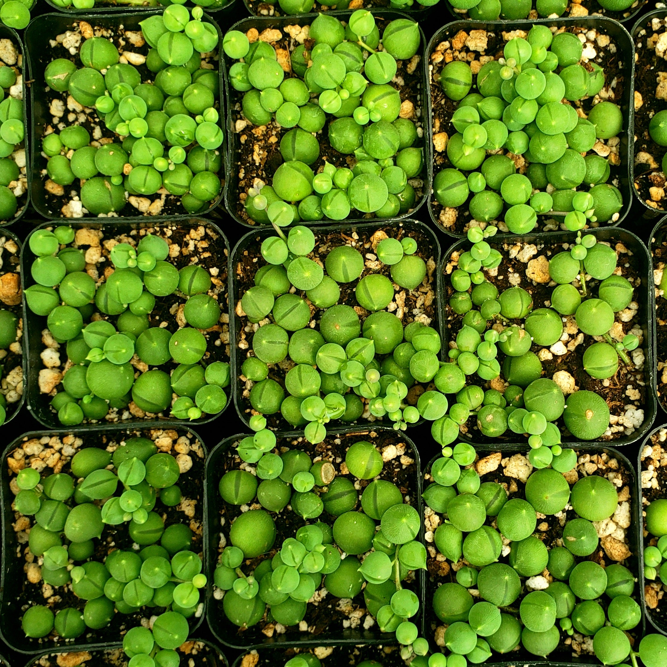 ASSORTED SUCCULENT OR CACTUS