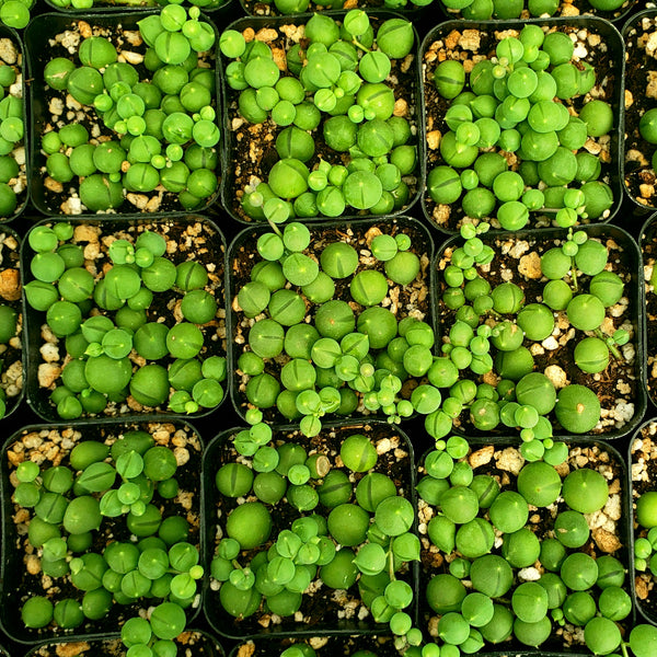 ASSORTED SUCCULENT OR CACTUS