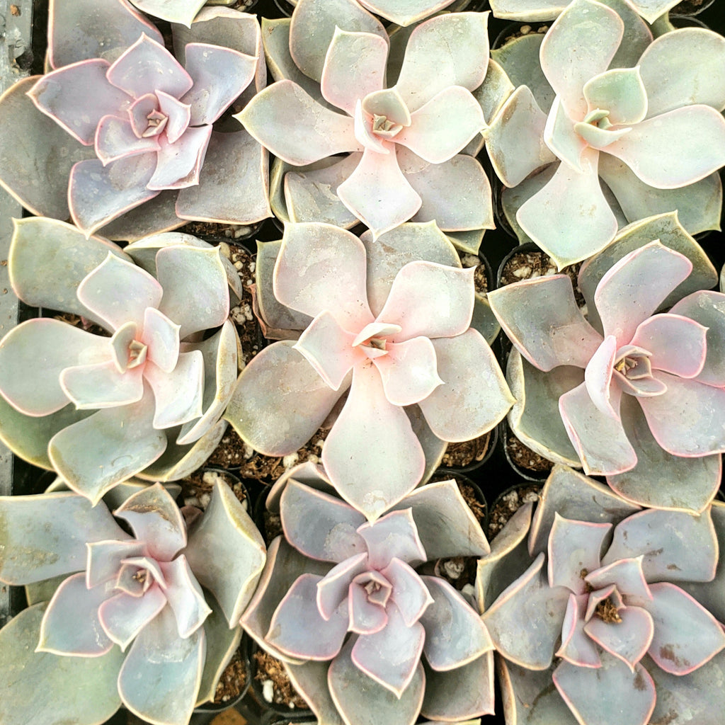 ASSORTED SUCCULENT OR CACTUS