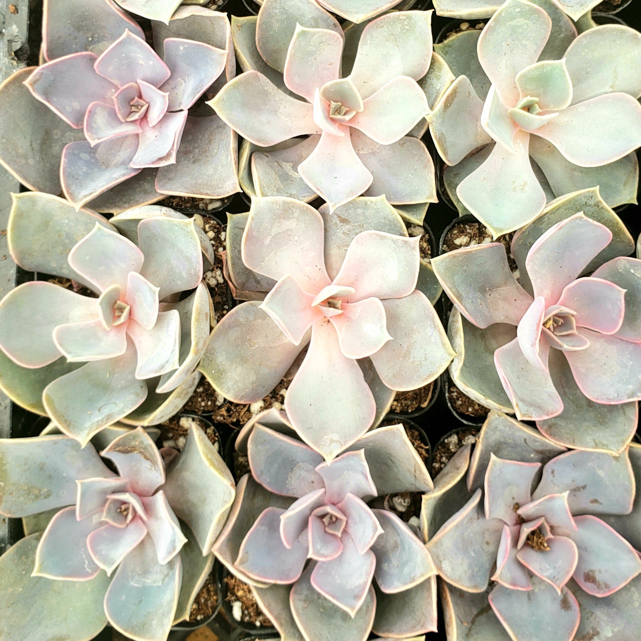 ASSORTED SUCCULENT OR CACTUS