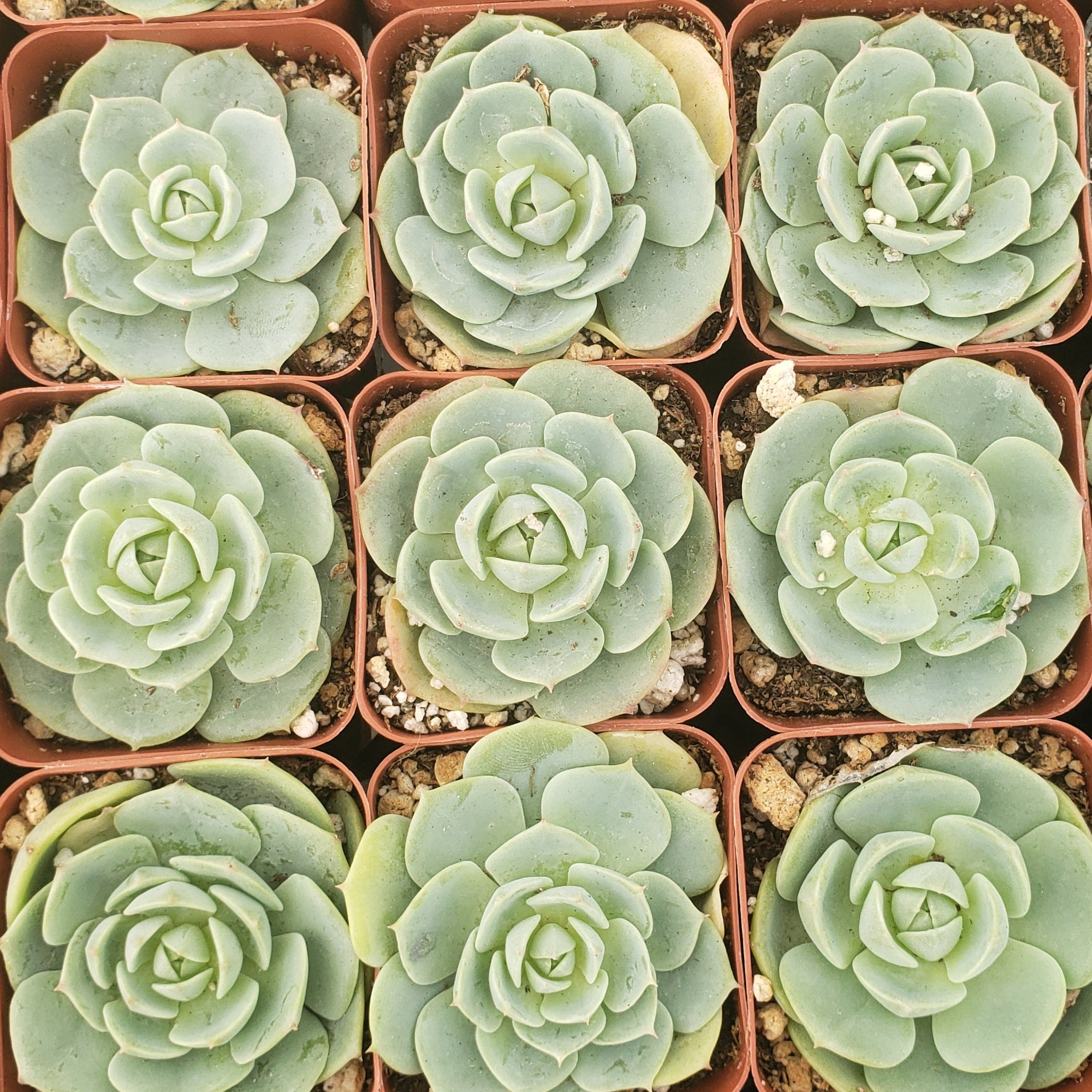 where to buy succulents in denver ASSORTED SUCCULENT OR CACTUS – Denver Plant Delivery