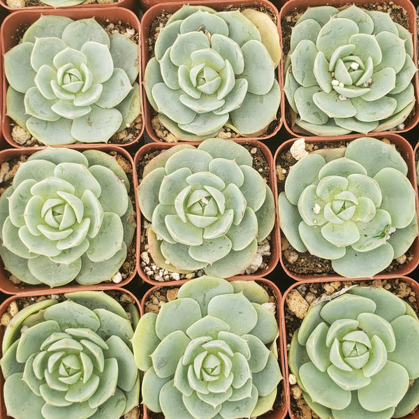 ASSORTED SUCCULENT OR CACTUS