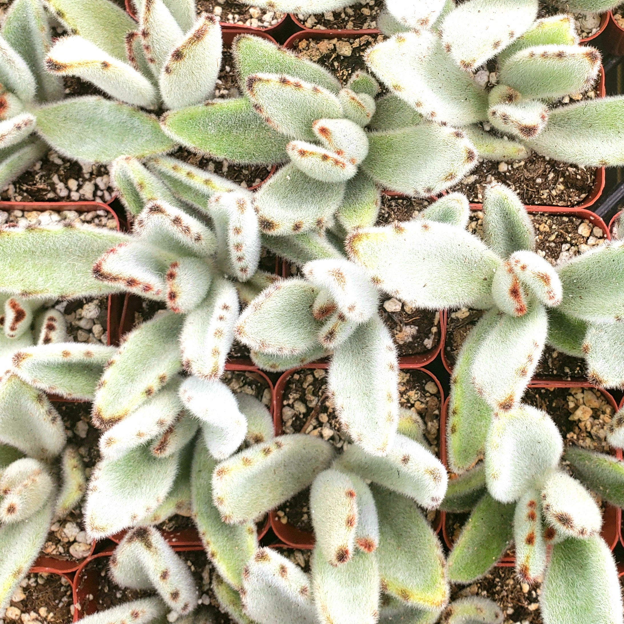 white fuzzy succulent plant BANDIT - THE PANDA FUZZY SUCCULENT