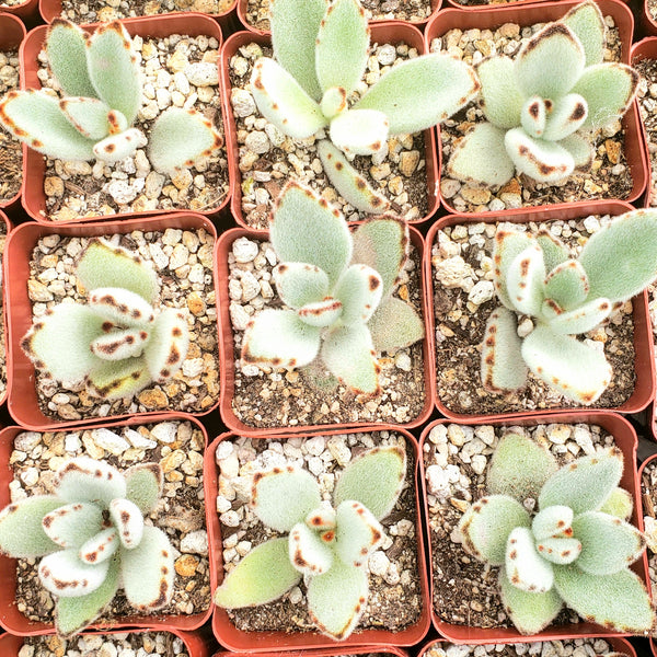 ASSORTED SUCCULENT OR CACTUS